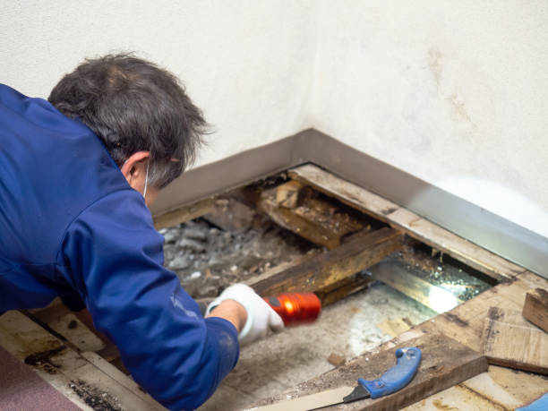 Best Attic Mold Remediation in West Crossett, AR