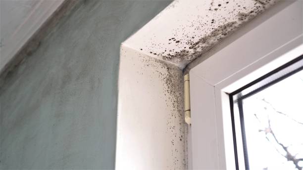 Best Black Mold Remediation in West Crossett, AR