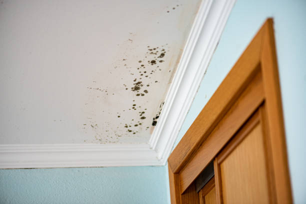 Best Residential Mold Remediation in West Crossett, AR