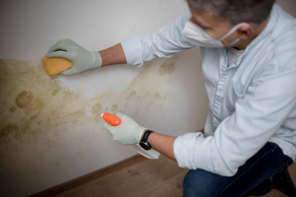 Best Basement Mold Remediation in West Crossett, AR