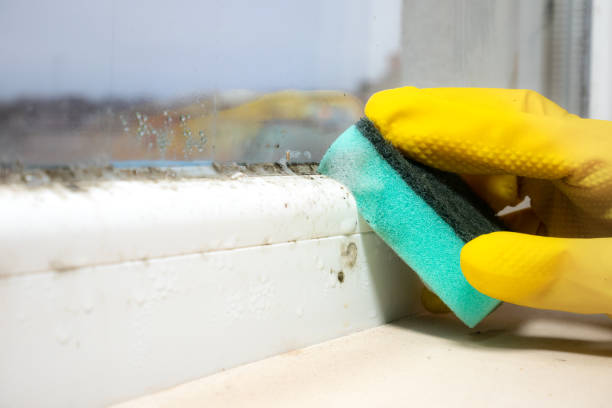 Best Black Mold Remediation in West Crossett, AR