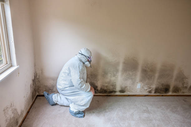 Best Mold Testing and Inspection Services in West Crossett, AR