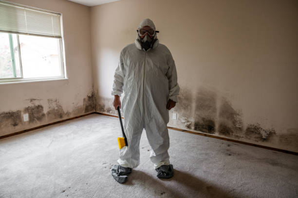 Best Preventive Mold Services in West Crossett, AR